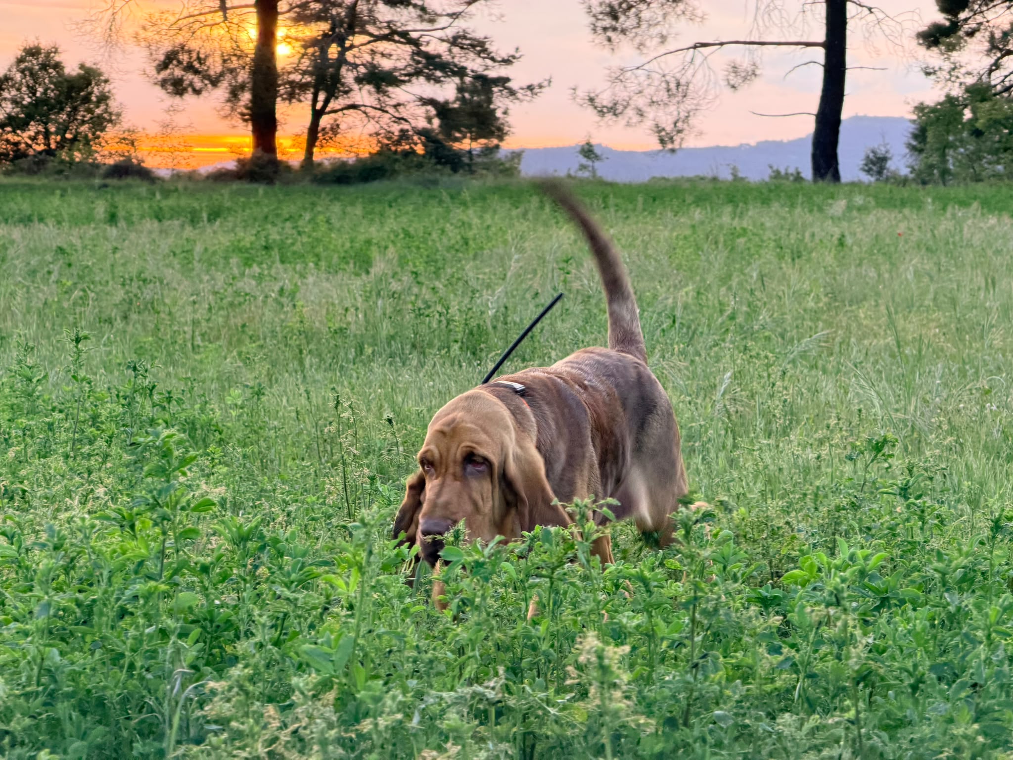 Bavieras del Alcázar Bloodhound tracking at sunset